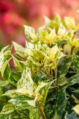 Osmanthus heterophyllus 'Tricolor' (Schijnhulst 'Tricolor') - afbeelding 15
