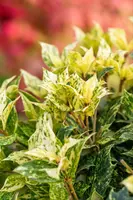 Osmanthus heterophyllus 'Tricolor' (Schijnhulst 'Tricolor') - afbeelding 15