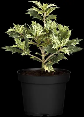 Osmanthus heterophyllus 'Tricolor' (Schijnhulst 'Tricolor') - afbeelding 4