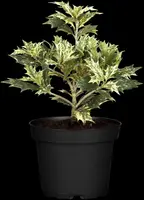 Osmanthus heterophyllus 'Tricolor' (Schijnhulst 'Tricolor') - afbeelding 4