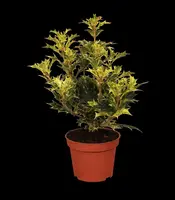 Osmanthus heterophyllus 'Tricolor' (Schijnhulst 'Tricolor') - afbeelding 1