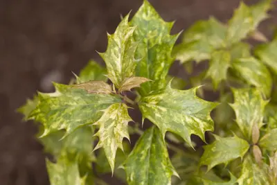 Osmanthus heterophyllus 'Tricolor' (Schijnhulst 'Tricolor') - afbeelding 3