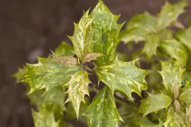Osmanthus heterophyllus 'Tricolor' (Schijnhulst 'Tricolor') - afbeelding 3