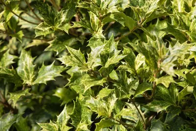 Osmanthus heterophyllus 'Tricolor' (Schijnhulst 'Tricolor') - afbeelding 5