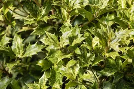 Osmanthus heterophyllus 'Tricolor' (Schijnhulst 'Tricolor') - afbeelding 5
