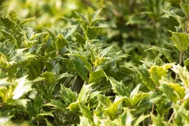 Osmanthus heterophyllus 'Tricolor' (Schijnhulst 'Tricolor') - afbeelding 6