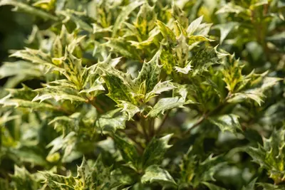 Osmanthus heterophyllus 'Tricolor' (Schijnhulst 'Tricolor') - afbeelding 7