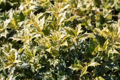 Osmanthus heterophyllus 'Tricolor' (Schijnhulst 'Tricolor') - afbeelding 8