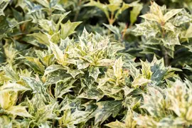 Osmanthus heterophyllus 'Tricolor' (Schijnhulst 'Tricolor') - afbeelding 9