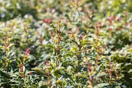 Osmanthus heterophyllus 'Tricolor' (Schijnhulst 'Tricolor') - afbeelding 11