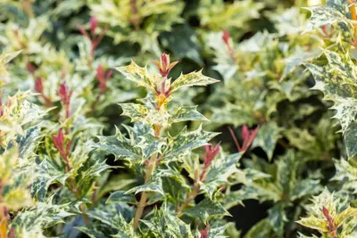 Osmanthus heterophyllus 'Tricolor' (Schijnhulst 'Tricolor') - afbeelding 12
