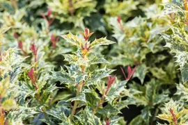 Osmanthus heterophyllus 'Tricolor' (Schijnhulst 'Tricolor') - afbeelding 12