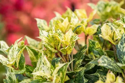 Osmanthus heterophyllus 'Tricolor' (Schijnhulst 'Tricolor') - afbeelding 14