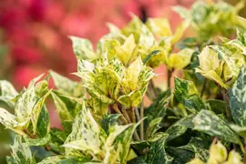 Osmanthus heterophyllus 'Tricolor' (Schijnhulst 'Tricolor') - afbeelding 14
