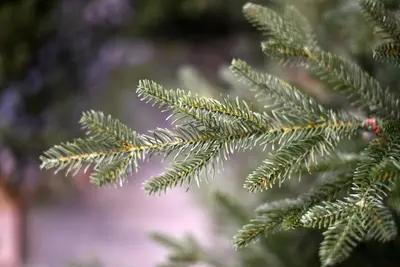 Our Nordic Christmas Arkansas Deluxe kunstkerstboom houten voet groen 213cm - afbeelding 2