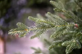 Our Nordic Christmas Arkansas Deluxe kunstkerstboom houten voet groen 213cm - afbeelding 2