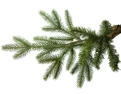 Our Nordic Christmas Göteborg kunstkerstboom 228cm, 600 lampjes - afbeelding 2