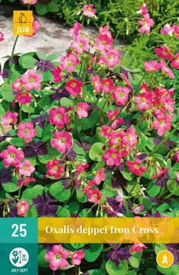 Oxalis deppei iron cross 25 stuks - afbeelding 1