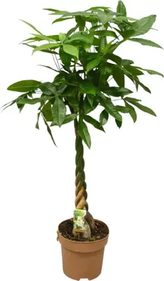 Pachira aquatica (Geldboom) 130cm - afbeelding 1