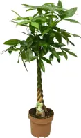 Pachira aquatica (Geldboom) 130cm - afbeelding 1
