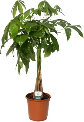 Pachira aquatica (Watercacao) 60cm - afbeelding 1