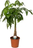 Pachira aquatica (Watercacao) 60cm - afbeelding 1