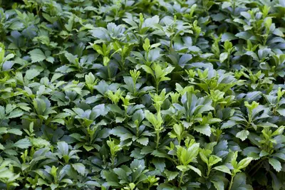 Pachysandra Terminalis Green Carpet (Dikkemanskruid) - afbeelding 3