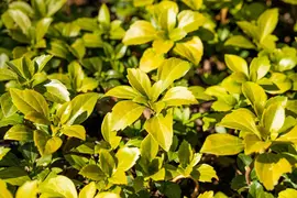 Pachysandra Terminalis Green Carpet (Dikkemanskruid) - afbeelding 4