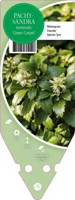 Pachysandra Terminalis Green Carpet (Dikkemanskruid) - afbeelding 1