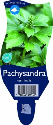 Pachysandra terminalis (Schaduwkruid) - afbeelding 1