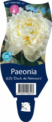 Paeonia 'Duchesse de Nemours' (Pioenroos) - afbeelding 1