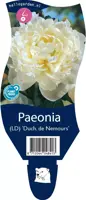 Paeonia 'Duchesse de Nemours' (Pioenroos) - afbeelding 1