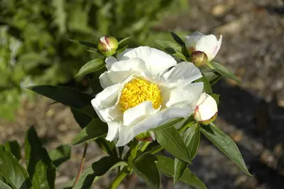 Paeonia lactiflora 'Krinkled White' (Pioenroos 'Krinkled White') - afbeelding 1