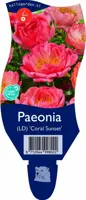 Paeonia (LD) 'Coral Sunset' (Pioenroos) - afbeelding 1