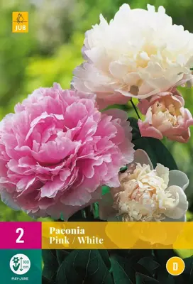 Paeonia pink/white 2 stuks - afbeelding 1
