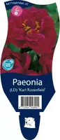 Paeonia (Pioenroos) - afbeelding 1