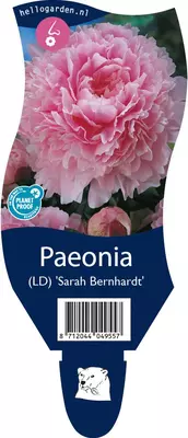 Paeonia (Pioenroos) - afbeelding 1