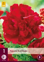 Paeonia red magic 1 stuks kopen?
