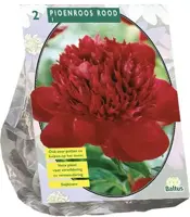 Paeonia rood 2 stuks - afbeelding 1