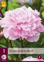 Paeonia sarah bernhardt 1 stuks - afbeelding 1