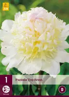 Paeonia top brass 1 stuks - afbeelding 1
