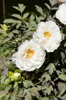 Paeonia x suffruticosa, weiß (Boompioen) - afbeelding 3