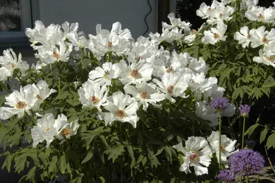 Paeonia x suffruticosa, weiß (Boompioen) - afbeelding 1