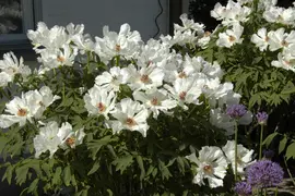 Paeonia x suffruticosa, weiß (Boompioen) - afbeelding 1