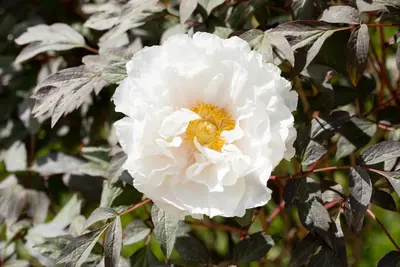 Paeonia x suffruticosa, weiß (Boompioen) - afbeelding 2
