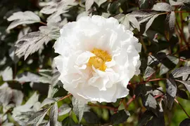 Paeonia x suffruticosa, weiß (Boompioen) - afbeelding 2