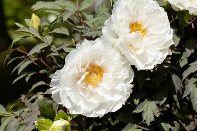 Paeonia x suffruticosa, weiß (Boompioen) - afbeelding 4
