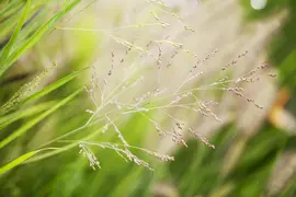 Panicum virgatum 'Cheyenne Sky'(s) (Vingergras 'Cheyenne Sky') - afbeelding 1