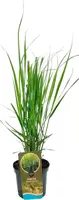 Panicum virgatum 'Northwind' (Vingergras) 60cm kopen?