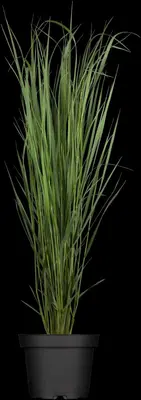 Panicum virgatum 'Northwind' (Vingergras 'Northwind') - afbeelding 1